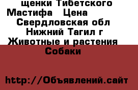 щенки Тибетского Мастифа › Цена ­ 25 000 - Свердловская обл., Нижний Тагил г. Животные и растения » Собаки   